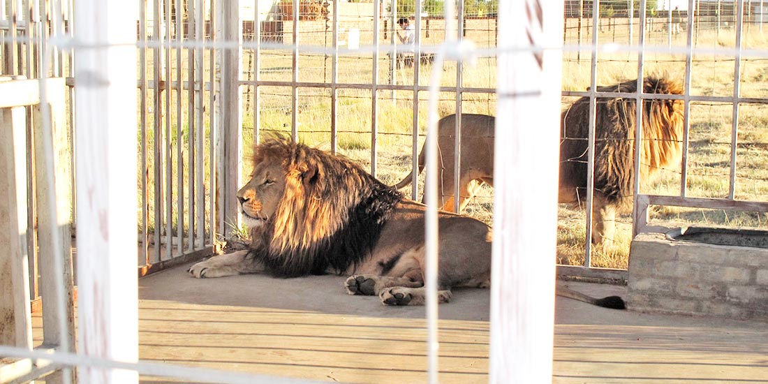 LION BONE TRADE TO ASIA