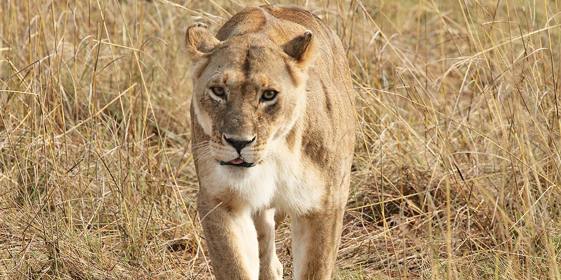 BLOOD LIONS – THE DOCUMENTARY