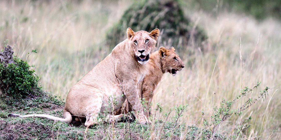 TROPHY HUNTING: KILLING FOR FUN…….