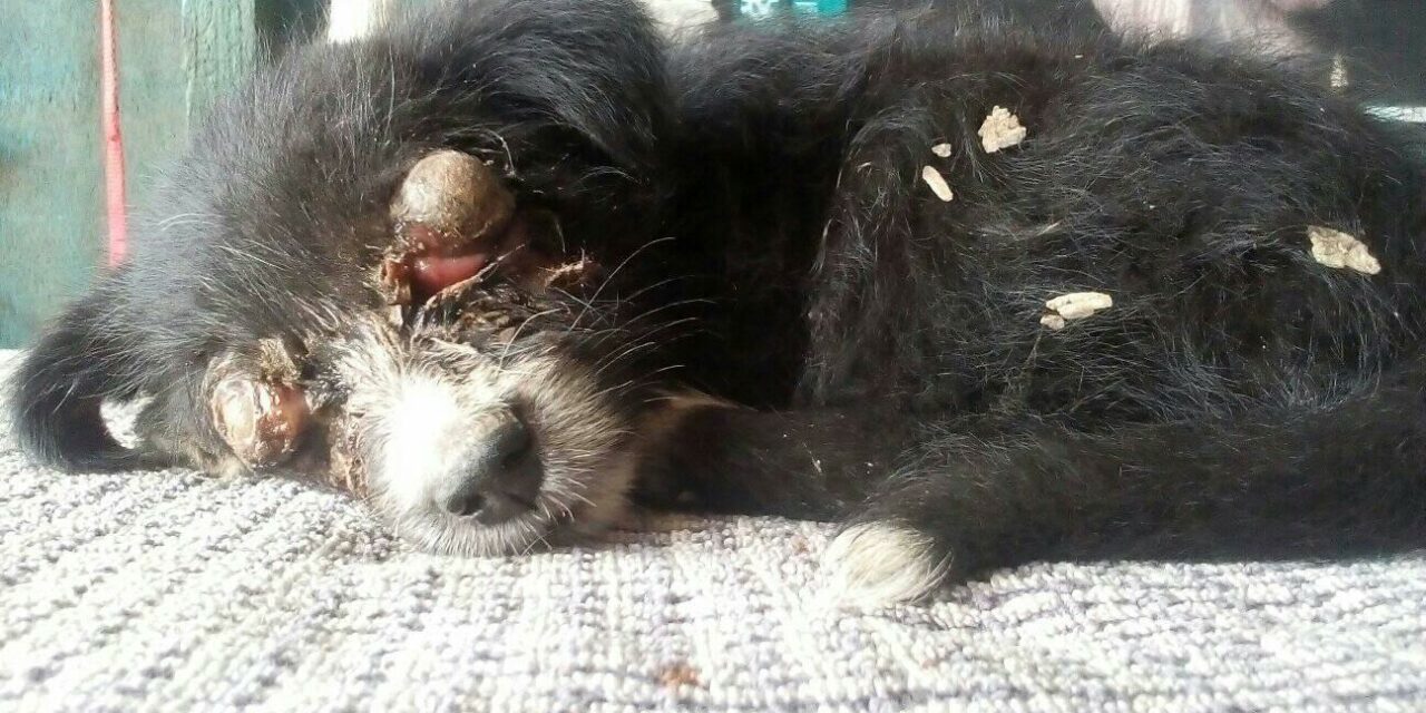 DRISTI, A BLIND DOG ABANDONED IN A NOODLES BOX IN NEPAL