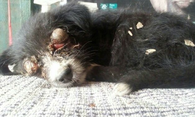 DRISTI, A BLIND DOG ABANDONED IN A NOODLES BOX IN NEPAL