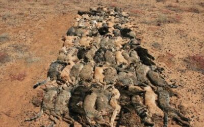 AUSTRALIA’S FERAL CATS WAR – SEND A LETTER OF PROTEST