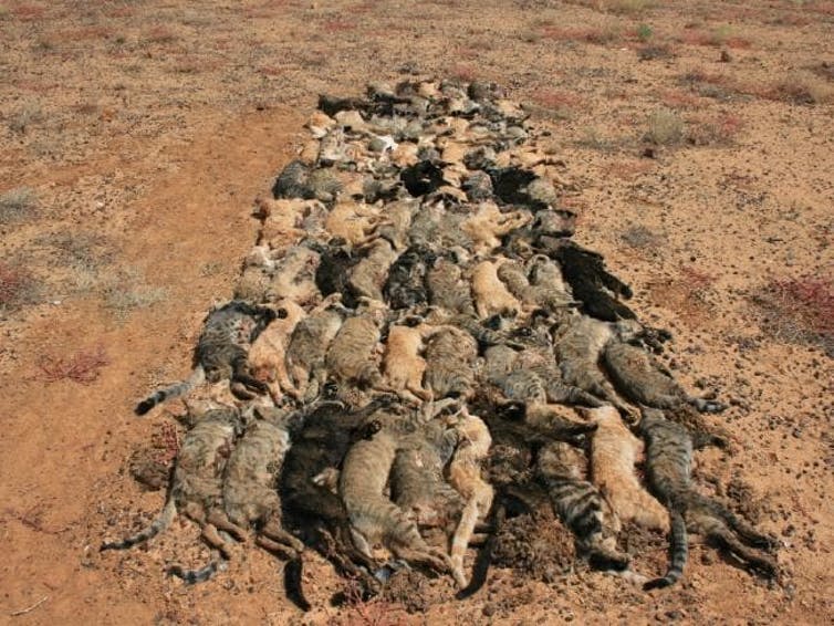 AUSTRALIA’S FERAL CATS WAR – SEND A LETTER OF PROTEST