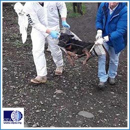 NEW VISIONS UPON THE CHILEAN CRUELTY TO ANIMALS