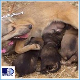 GOVERNMENT-SPONSORED ANIMAL ABUSE IN PALESTINE