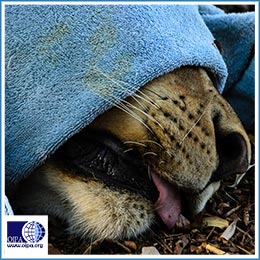 SOUTH AFRICAN 2019 LION BONE EXPORT QUOTA