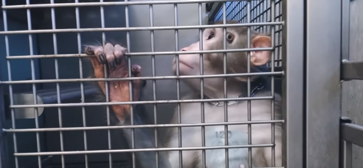 ‘LIGHTUP’: VIVISECTION EXPERIMENTS AT THE ITALIAN UNIVERSITY OF TURIN