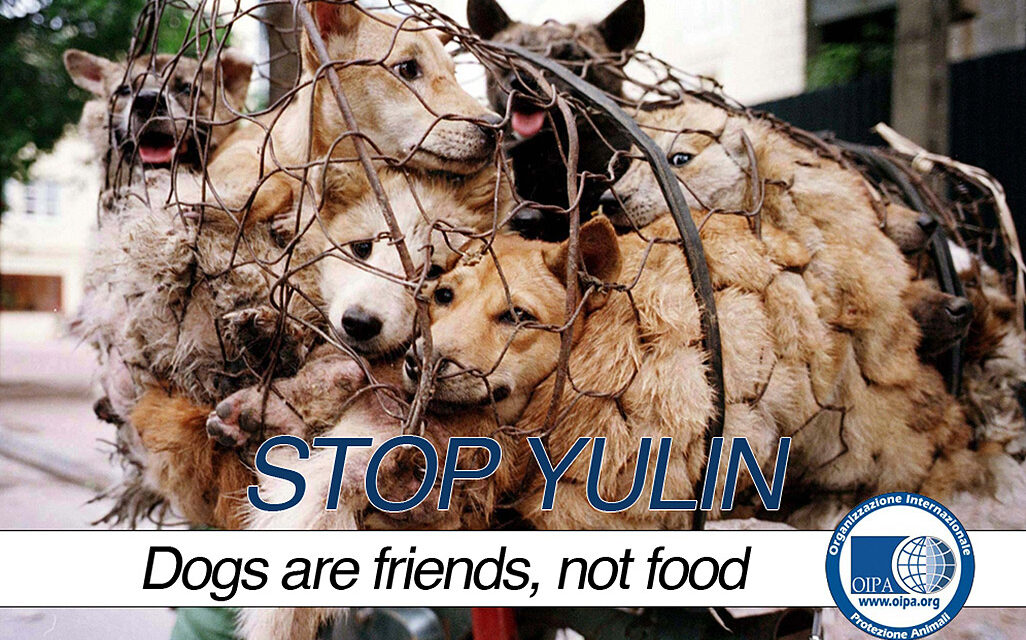 LITTLE MUSINGS ABOUT YULIN FESTIVAL