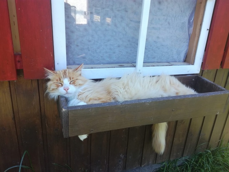 THE FELINE OASIS OF ASCOLI PICENO URGENTLY NEEDS MEDICINES! EVEN THE SMALLEST CONTRIBUTION CAN MAKE A DIFFERENCE!