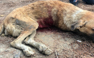 AZERBAIJAN: STOP MASS KILLING OF STRAY DOGS! Sign the petition!