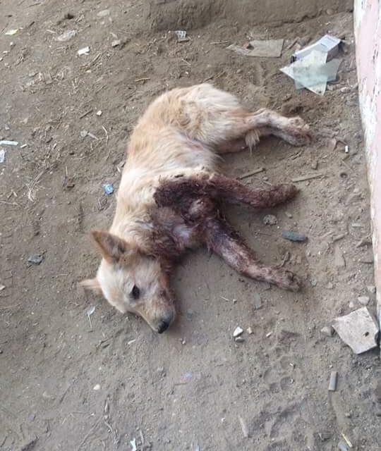 CRUEL DOG POPULATION MANAGEMENT METHODS IN EGYPT