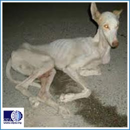 CHILE: A GOOD FIRST STEP TOWARDS THE ABOLITION OF GREYHOUND RACING