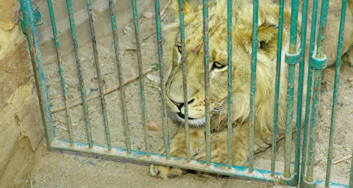 BREAKTHROUGH RULING- SOUTH AFRICA’S LION BONE EXPORT QUOTA DEEMED ‘UNLAWFUL AND CONSTITUTIONALLY INVALID’