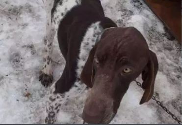 POINTERS USED FOR DOG SLEDDING IN CHILEAN MOUNTAINS: OIPA CHILE PROTESTS