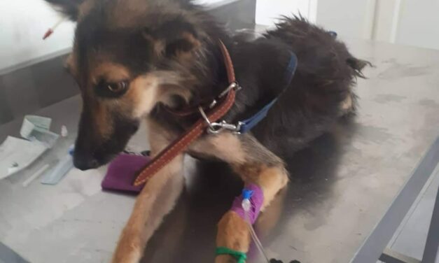RESCUING INJURED DOGS IN TUNISIA