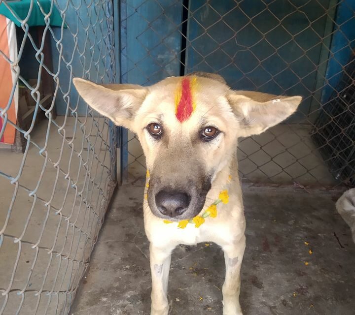 TIHAR, A NEPALI FESTIVAL THAT CELEBRATES ANIMALS