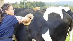 FISTULATED COWS: ANIMALS AS PRODUCTIVE MACHINES