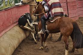 RODEOS IN CHILE: A TRADITIONAL FORM OF CRUELTY TO ANIMALS