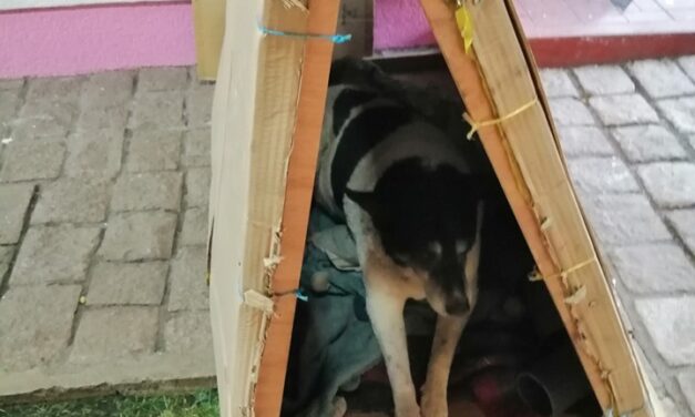 CHILE PROTESTS: OIPA RESCUES THE MOST VULNERABLE DOGS