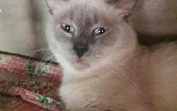 ANIMAL HOARDING: 9 CATS FIND THEIR LOST FREEDOM