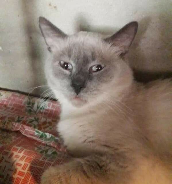 ANIMAL HOARDING: 9 CATS FIND THEIR LOST FREEDOM