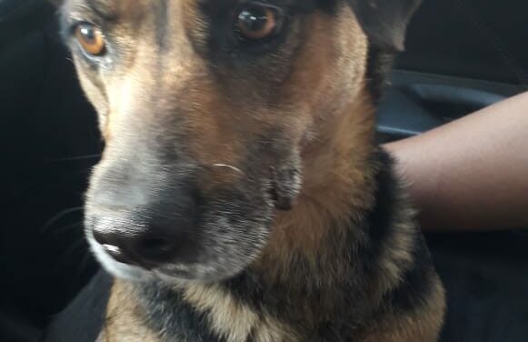 AFTER THEIR OWNER DIES, 15 PETS REMAIN ALONE. OIPA CHILE INTERVENES