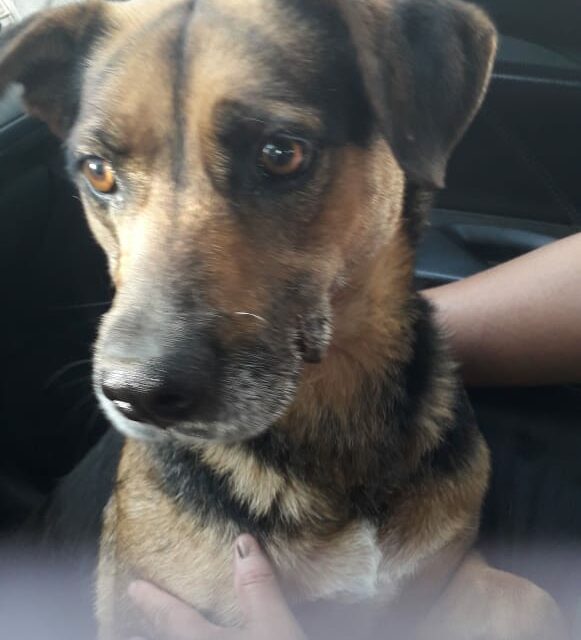 AFTER THEIR OWNER DIES, 15 PETS REMAIN ALONE. OIPA CHILE INTERVENES