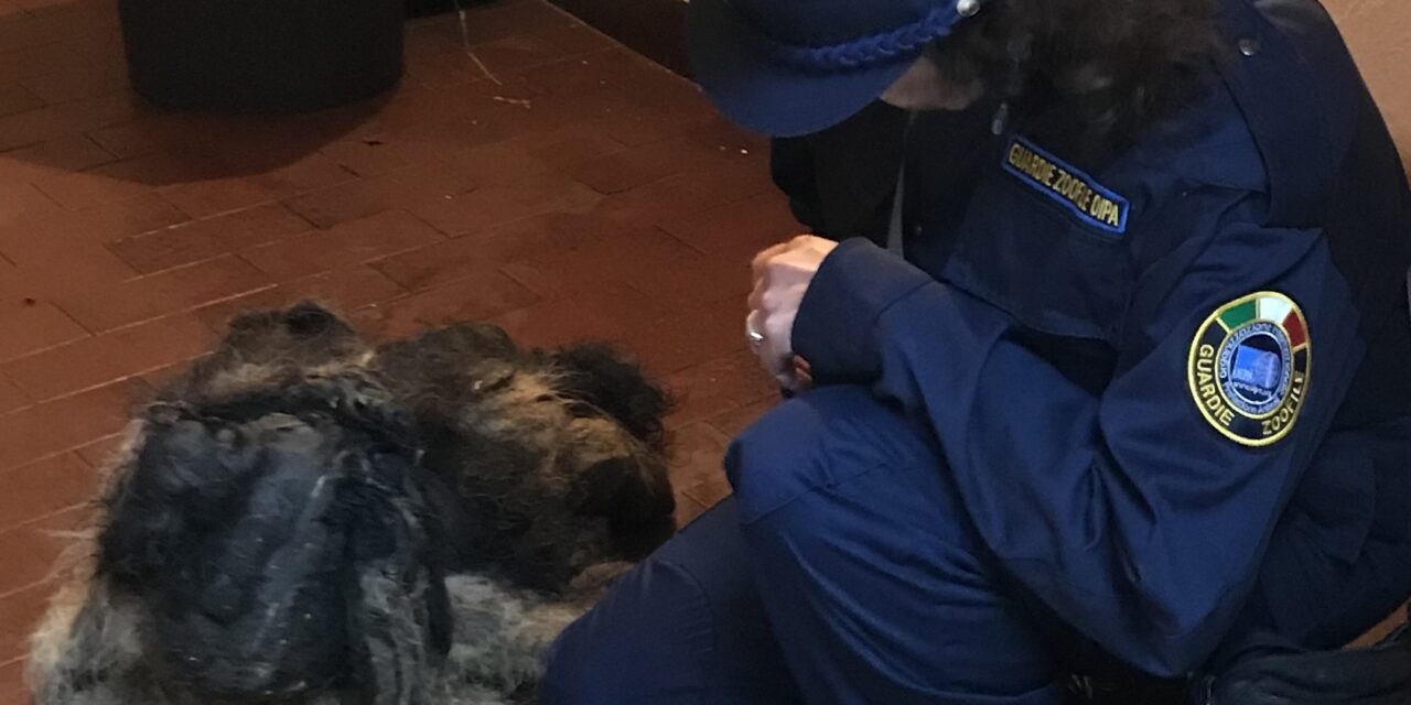 LOCKED IN A DARK GARAGE, ENTIRELY COVERED WITH LAYERS OF DIRT, FECES AND HAIRS: THE OIPA BRESCIA ANIMAL CONTROL OFFICERS SEIZED AN ELDERLY DOG