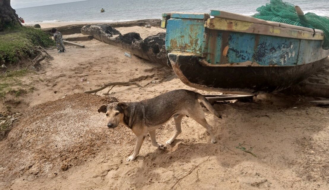 HELPING STRAY DOGS IN GABON