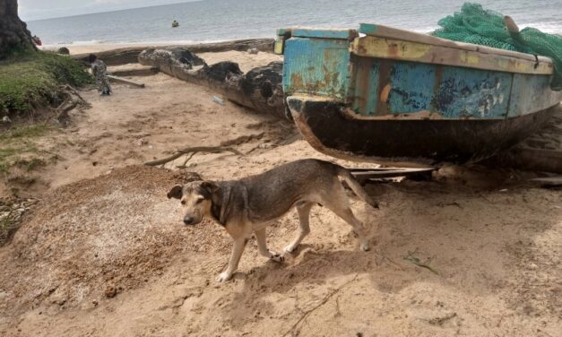 HELPING STRAY DOGS IN GABON