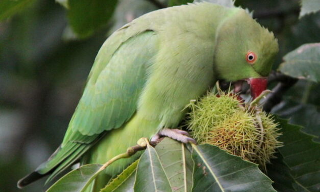 PARROTS: THE STRANGE HABIT OF THROWING FOOD AWAY