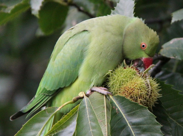 PARROTS: THE STRANGE HABIT OF THROWING FOOD AWAY