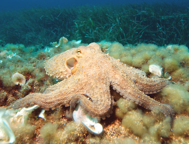 OCTOPUS FARMING: ANOTHER STEP TOWARDS AN ENVIRONMENTAL CATASTROPHE