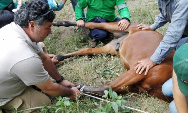 FIRST OIPA CHILE ANIMAL RESCUE TRAINING FOR VOLUNTEERS