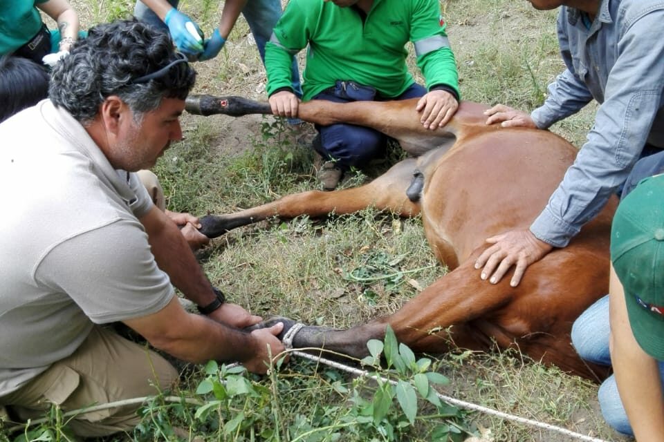 FIRST OIPA CHILE ANIMAL RESCUE TRAINING FOR VOLUNTEERS