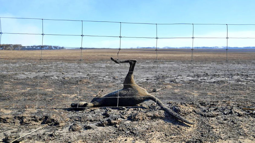 OVER HALF A BILLION ANIMALS KILLED IN AUSTRALIA’S BUSHFIRES