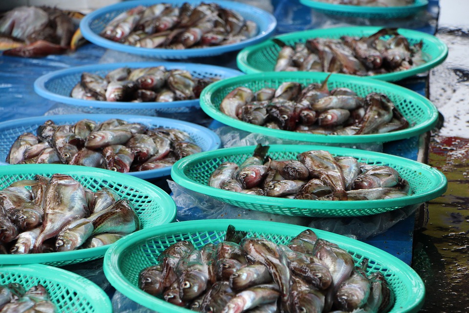 PAIN AND SUFFERING IN FISH