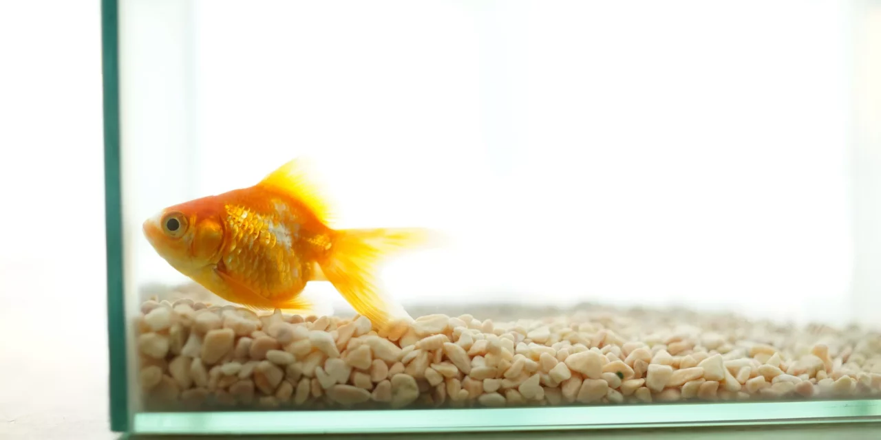 A LOST SOUL SWIMMING IN A FISHBOWL