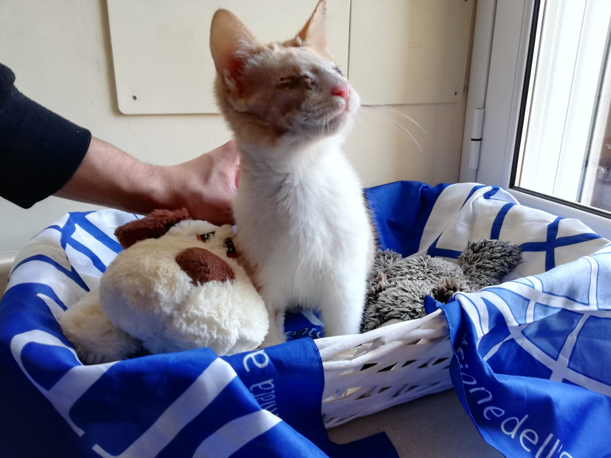 WESLEY WILL NOT BE ABLE TO SEE THE WORLD, BUT NO ANIMAL IS INVISIBLE TO OIPA’S VOLUNTEERS