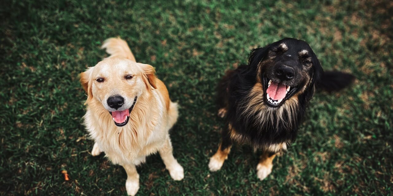 IS YOUR DOG SMARTER THAT MINE?
