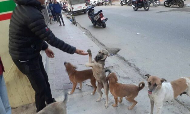 OIPA NEPAL AND NAWRC BRING COMPASSION AND CARE FOR ANIMALS