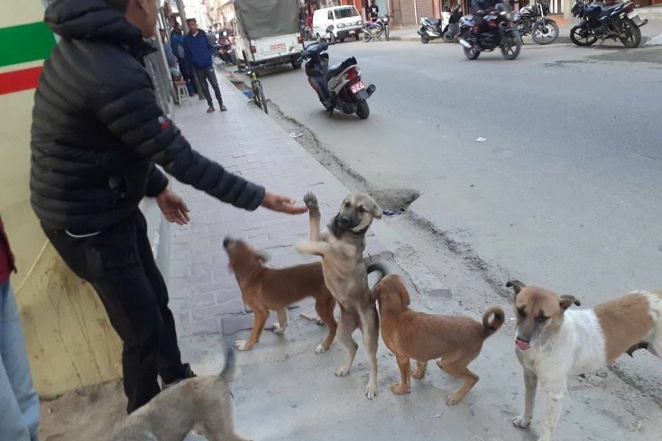 OIPA NEPAL AND NAWRC BRING COMPASSION AND CARE FOR ANIMALS