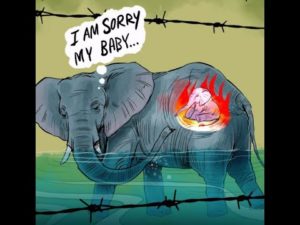 JUSTICE FOR MUM ELEPHANT AND HER BABY IN KERALA, SIGN THE PETITION TO PROTECT ALL OF THEM