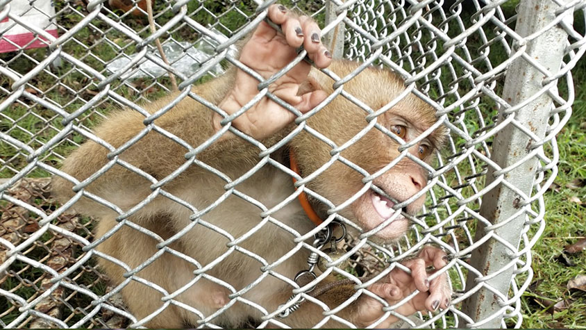 THAILAND, MONKEYS EXPLOITED AS COCONUT-PICKING MACHINES