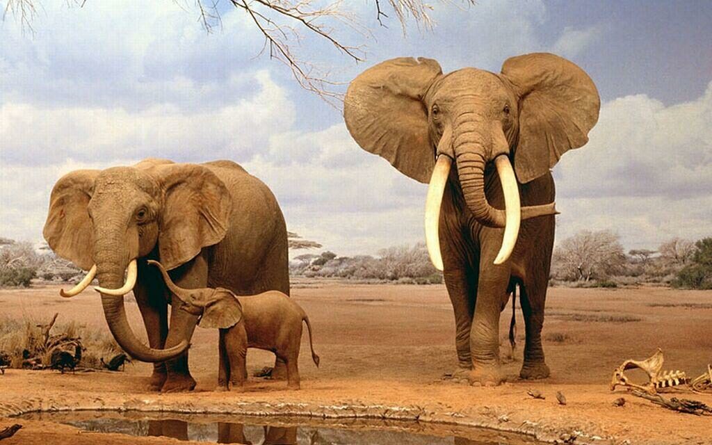 World Wildlife Day: Protecting Wildlife Means Protecting Our Planet