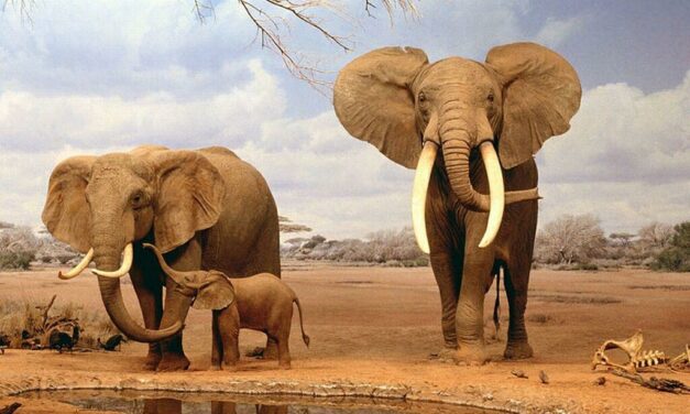 World Wildlife Day: Protecting Wildlife Means Protecting Our Planet