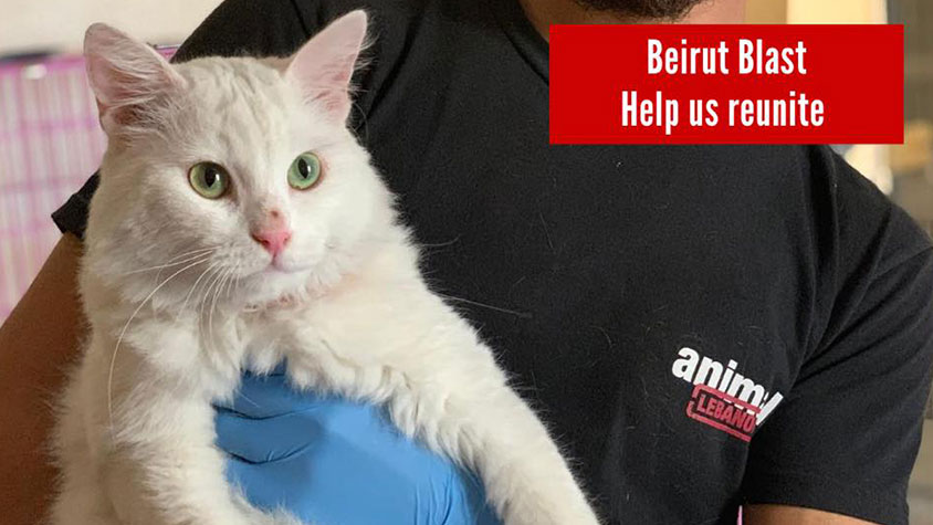 BEIRUT EXPLOSION, ANIMALS LEBANON ON THE GROUND TO RESCUE INJURED AND LOST PETS AND STRAYS
