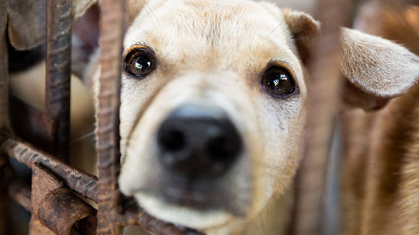 A WARM WELCOME TO ANIMAL RESCUE CAMBODIA, NEW MEMBER LEAGUE OF OIPA INTERNATIONAL
