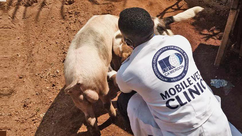 OIPA CAMEROON, THE FIRST ANIMAL RIGHTS ASSOCIATION TO CREATE A MOBILE VETERINARY CLINIC IN THE COUNTRY