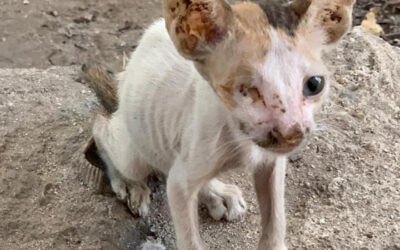 STRAY CATS AND DOGS ARE STARVING TO DEATH IN DUBAI, OPEN LETTER TO DUBAI MUNICIPALITY AND LOCAL AUTHORITIES. SIGN THE PETITION TO SUPPORT